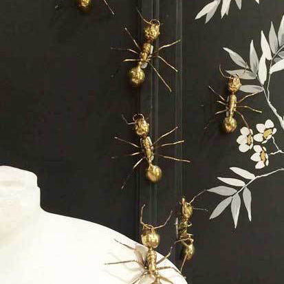 Galapagos Brass Ant